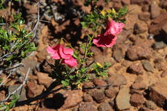 Hermannia grandiflora