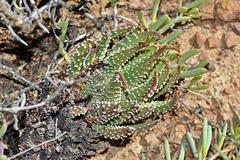 Tulista pumila