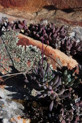 Curio crassulifolius