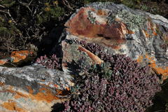 Curio crassulifolius