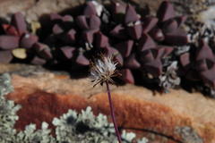 Curio crassulifolius