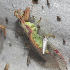 Ditaxis meridiei