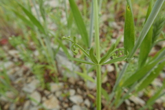 Galium tricornutum