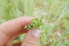 Galium tricornutum