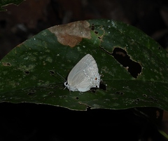 Strephonota sphinx