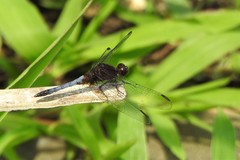Erythrodiplax fusca