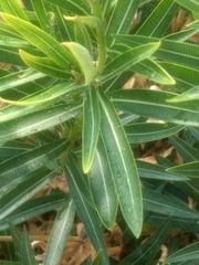 Apocynoideae