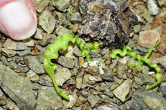 Tritonia watermeyeri