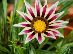 Gazania × splendens