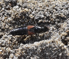 Philonthus aurulentus