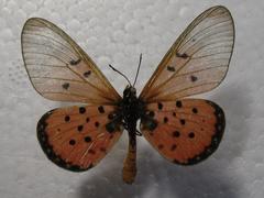 Acraea neobule neobule