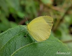 Abaeis albula celata