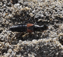Philonthus aurulentus