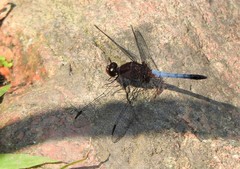 Erythrodiplax fusca