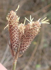Hellmuthia membranacea