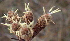 Hellmuthia membranacea