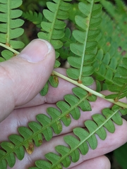 Osmundastrum cinnamomeum