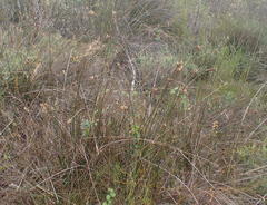 Hellmuthia membranacea