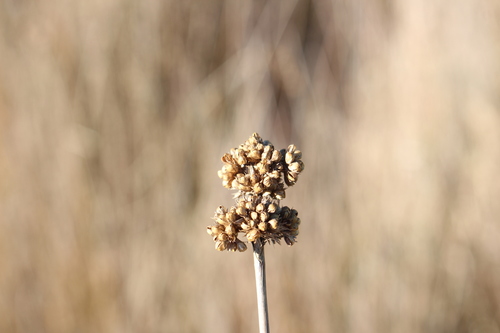 Image of Juncus australis by (c) Joe Potter Butler, some rights reserved (CC BY)
