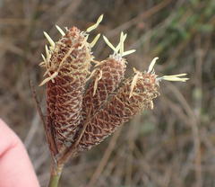 Hellmuthia membranacea