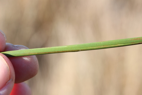 Image of Juncus australis by (c) Joe Potter Butler, some rights reserved (CC BY)