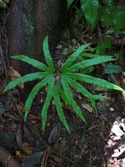 Lygodium heterodoxum