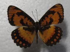 Byblia anvatara acheloia