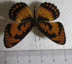 Byblia anvatara acheloia