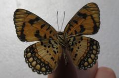 Byblia anvatara acheloia