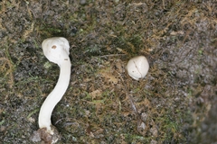 Inocybe sindonia