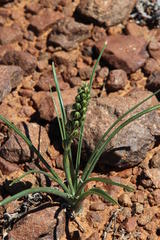 Albuca virens