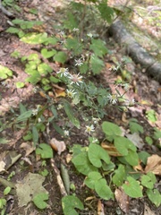 Symphyotrichum lateriflorum lateriflorum
