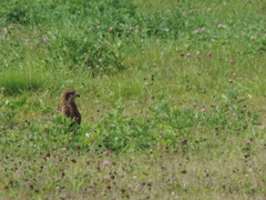 Milvus migrans lineatus