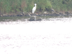 Ardea alba