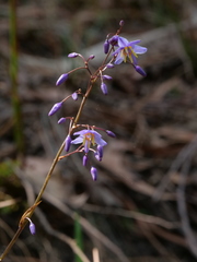 Dianella caerulea producta