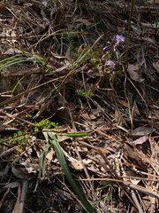 Dianella caerulea producta