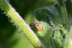 Malvapion malvae