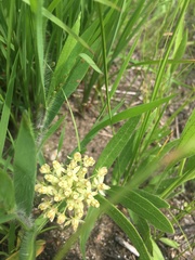 Asclepias lanuginosa