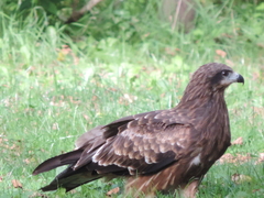 Milvus migrans lineatus