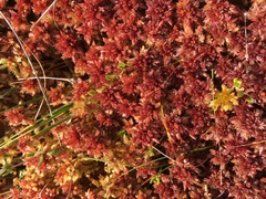 Sphagnum medium