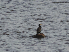 Phalacrocorax carbo