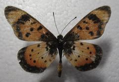 Acraea acara acara