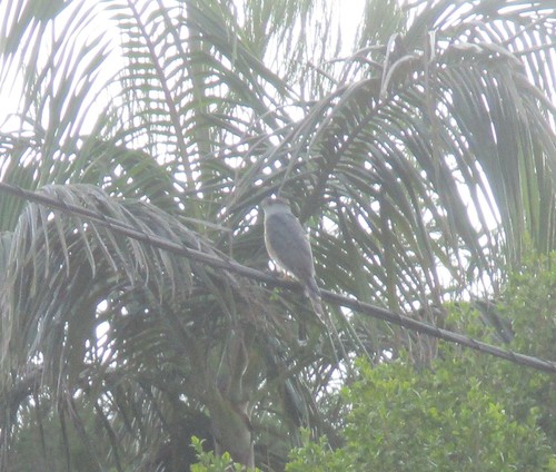 photo of Cooper's Hawk (Accipiter cooperii)
