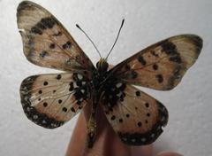 Acraea acara acara