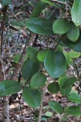 Hoya australis australis