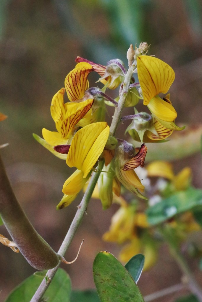 Wild Rattlepod Smooth Crotalaria from Glenugie NSW 2460, Australia on September 27 ...