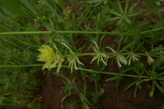 Galium tricornutum