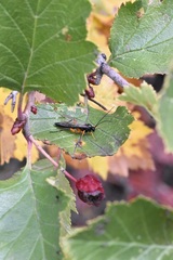 Pimpla pedalis