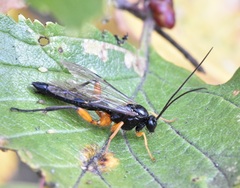 Pimpla pedalis