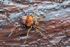 Neogonyleptes docilis